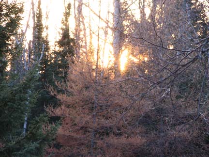 Tamarack sunset